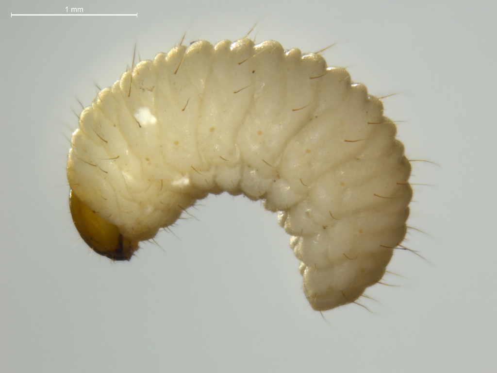 Curculionidae larva